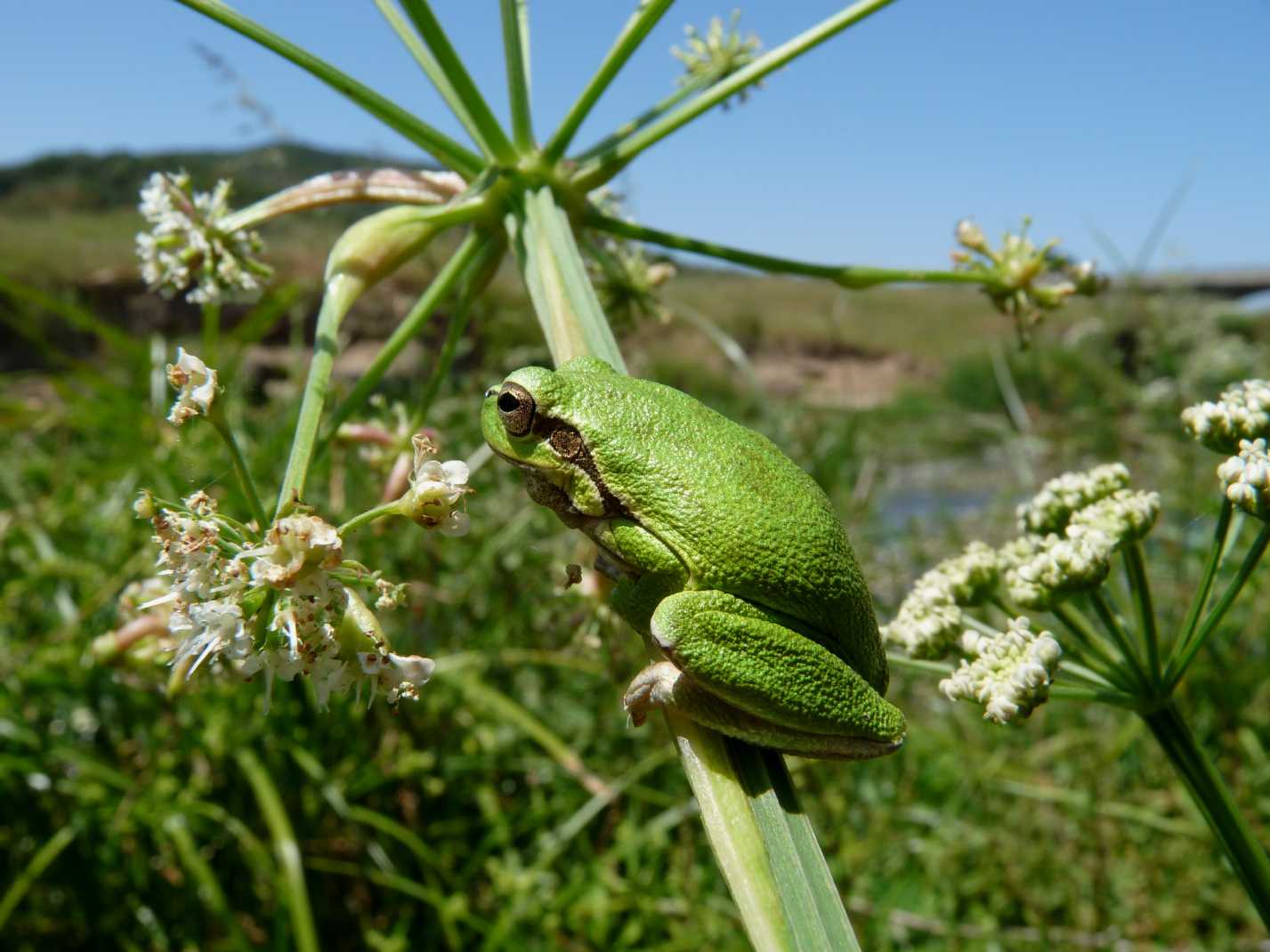 Hyla.... dalla Gallura - Hyla sarda